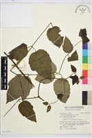 藏品(毛木通)的圖片