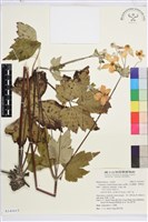 藏品(小白頭翁、野棉花)的圖片