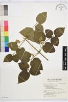 藏品(毛木通)的圖片