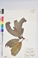 藏品(大喇叭杜鵑)的圖片