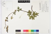 藏品(黃草烏)的圖片