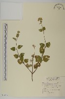 藏品(紫花霍香薊)的圖片