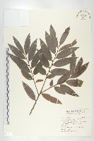 藏品(軟毛柿)的圖片