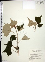 藏品(台灣白匏子)的圖片