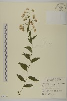 藏品(山白蘭)的圖片