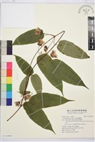 藏品(亨利氏鐵線蓮)的圖片