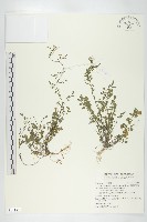 藏品(臺灣碎米薺)的圖片