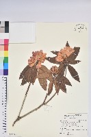 藏品(臺灣杜鵑)的圖片