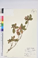 藏品(紅毛杜鵑)的圖片