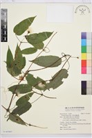 藏品(亨利氏鐵線蓮)的圖片