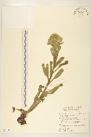 藏品(蜂斗菜、蛇頭菜)的圖片