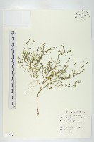 藏品(獨行菜)的圖片