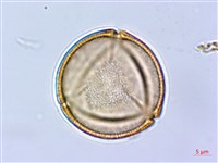 藏品(齒果酸模)的圖片