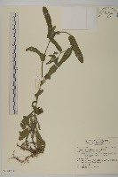 藏品(日本假蓬)的圖片