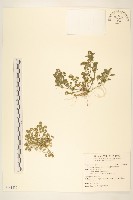 藏品(翅果假吐金菊)的圖片