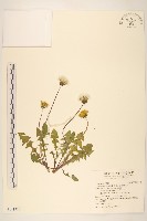 藏品(西洋蒲公英)的圖片