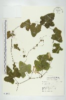 藏品(紅瓜)的圖片