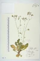 藏品(黃鵪菜)的圖片