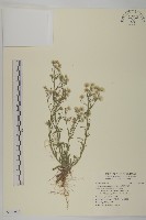 藏品(加拿大蓬)的圖片