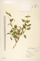 藏品(貓腥草)的圖片