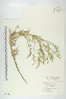 藏品(南美獨行菜)的圖片