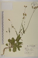 藏品(纓絨花)的圖片