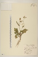 藏品(紫背草)的圖片