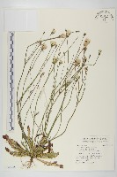 藏品(光貓兒菊)的圖片