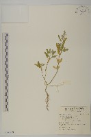 藏品(小葉藜)的圖片