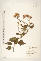 藏品(蔓黃金菊)的圖片