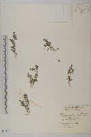 藏品(石胡荽、吐金草)的圖片