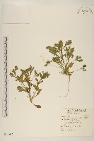 藏品(線球菊、田基黃)的圖片