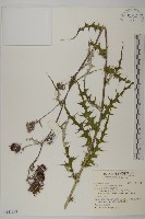 藏品(鈴木氏薊)的圖片