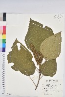 藏品(野桐)的圖片