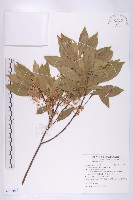 藏品(杜英)的圖片