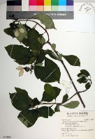 藏品(臺灣玉葉金花)的圖片