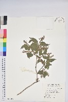 藏品(南燭)的圖片