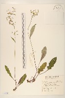 藏品(刀傷草)的圖片