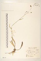 藏品(毛蓮菜)的圖片