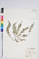 藏品(高山白珠樹)的圖片