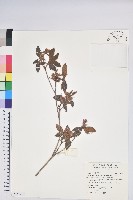 藏品(紅毛杜鵑)的圖片