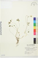 藏品(蓬萊毛茛)的圖片