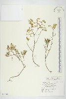 藏品(佛甲草、金莿插)的圖片