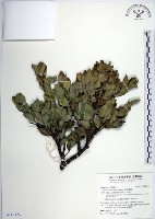 藏品(琉球黃楊)的圖片