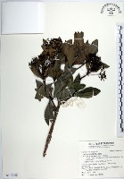 藏品(樹杞)的圖片