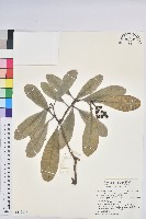 藏品(蘭嶼土沉香)的圖片