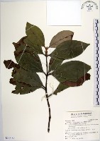 藏品(蘭嶼新木薑子)的圖片