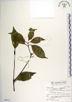 藏品(白新木薑子)的圖片