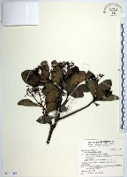 藏品(樹杞)的圖片