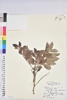 藏品(細葉饅頭果)的圖片